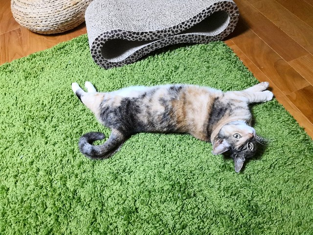 f:id:hiraryo0201:20190422125703j:image f:id:hiraryo0201:20190422125703j:image