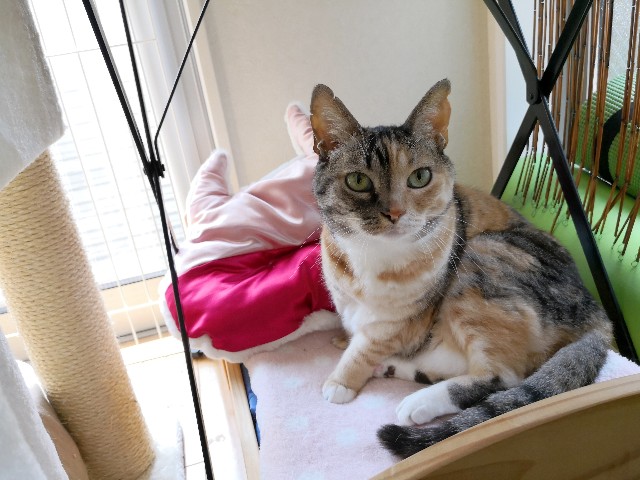 f:id:hiraryo0201:20190422125737j:image f:id:hiraryo0201:20190422125737j:image
