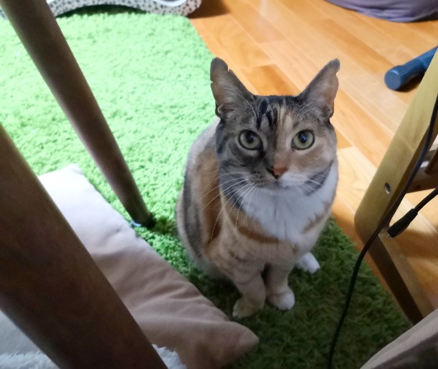 f:id:hiraryo0201:20190422125830j:image f:id:hiraryo0201:20190422125830j:image