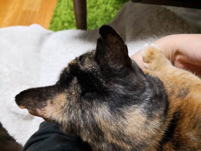 f:id:hiraryo0201:20190422125908j:image f:id:hiraryo0201:20190422125908j:image