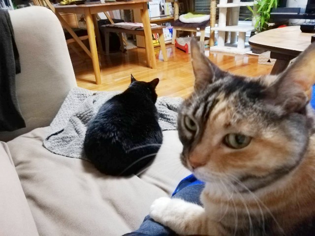 f:id:hiraryo0201:20190427214343j:image