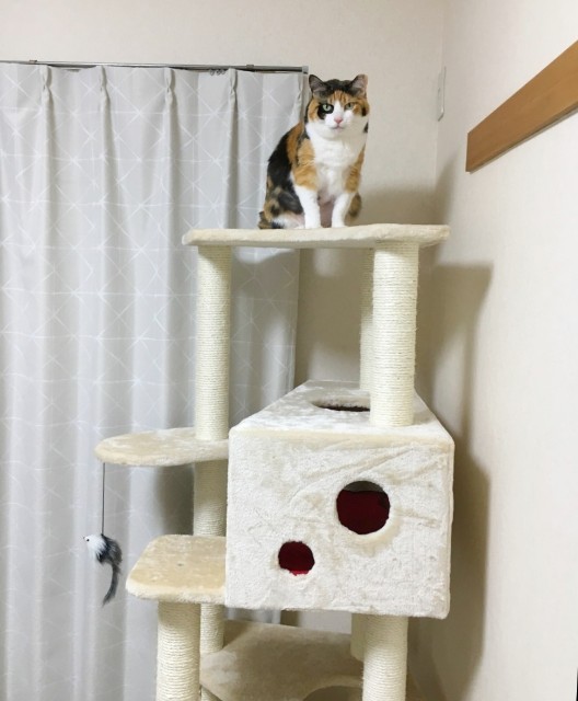 f:id:hiraryo0201:20190430075949j:image