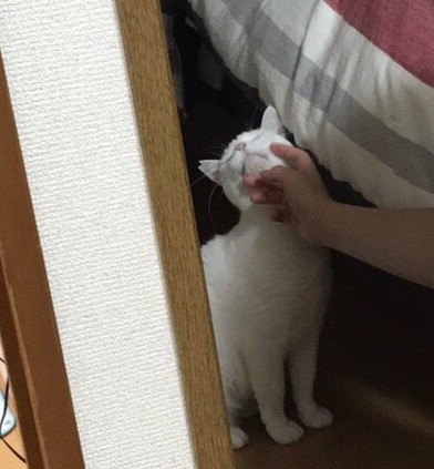 f:id:hiraryo0201:20190430080011j:image
