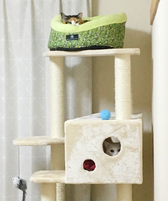 f:id:hiraryo0201:20190430080035j:image