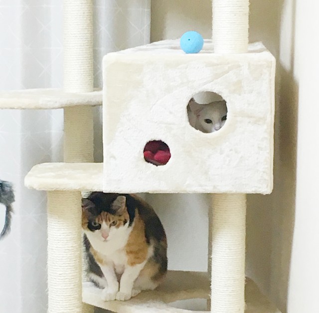 f:id:hiraryo0201:20190430080057j:image