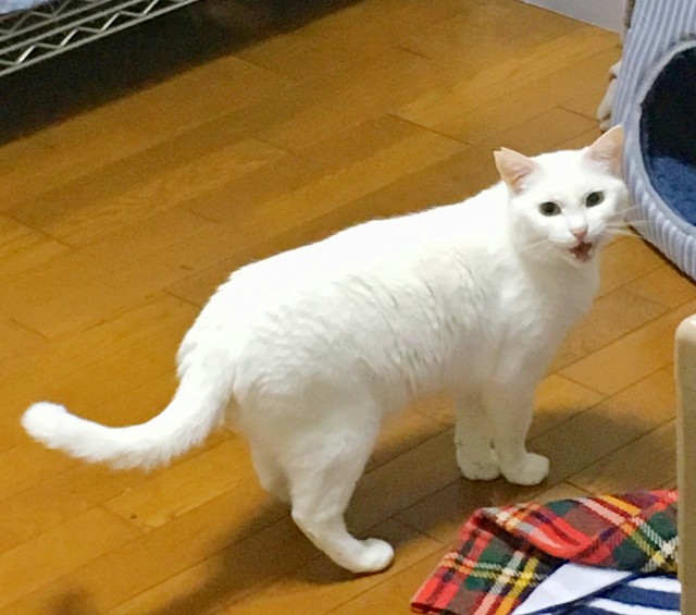 f:id:hiraryo0201:20190430080119j:image