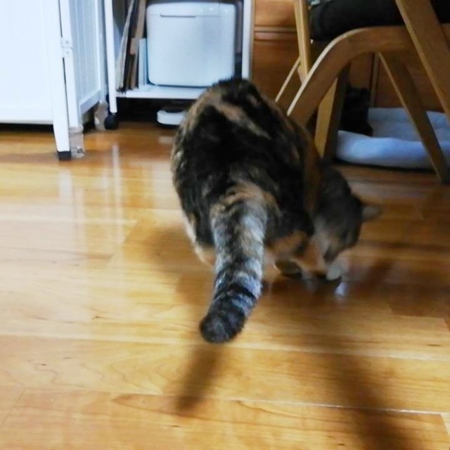 f:id:hiraryo0201:20190430163214j:image