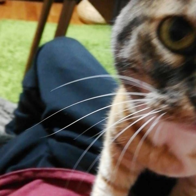 f:id:hiraryo0201:20190430163248j:image