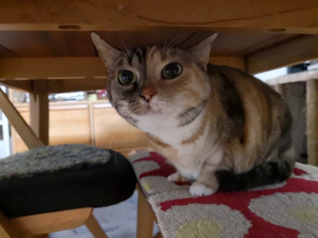 f:id:hiraryo0201:20190430210605j:image