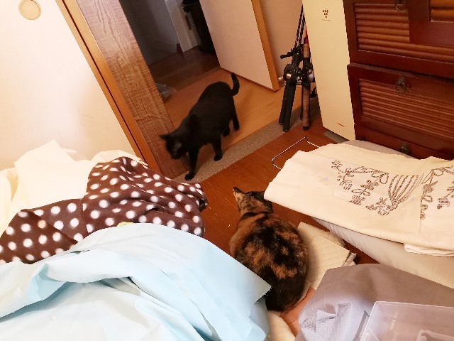 f:id:hiraryo0201:20190503124847j:image f:id:hiraryo0201:20190503124847j:image