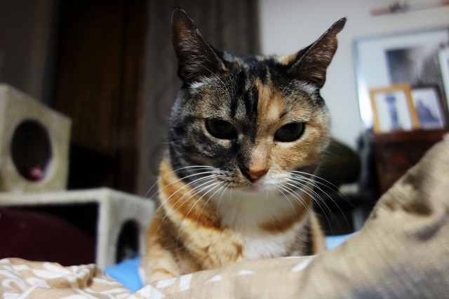 f:id:hiraryo0201:20190506092130j:plain