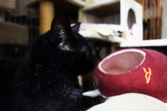 f:id:hiraryo0201:20190506092244j:plain