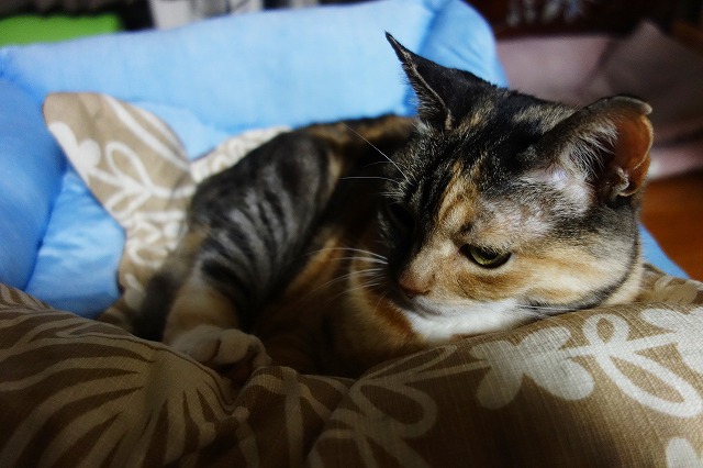 f:id:hiraryo0201:20190506092248j:plain