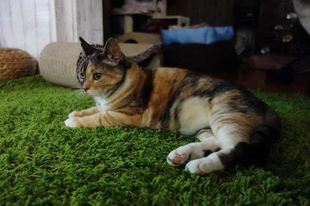 f:id:hiraryo0201:20190506092637j:plain f:id:hiraryo0201:20190506092637j:plain