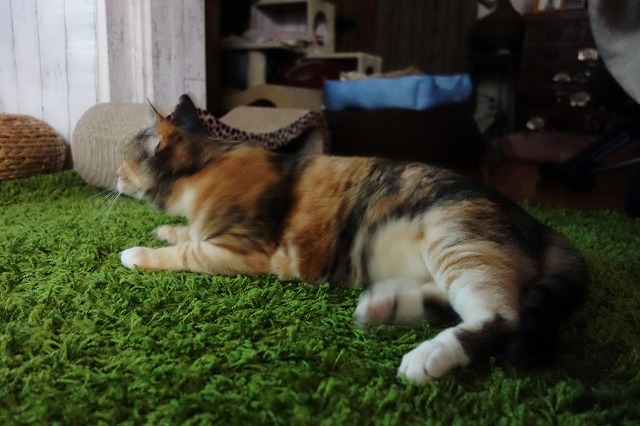 f:id:hiraryo0201:20190506092642j:plain f:id:hiraryo0201:20190506092642j:plain