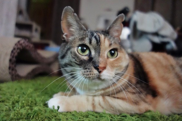 f:id:hiraryo0201:20190506092647j:plain f:id:hiraryo0201:20190506092647j:plain