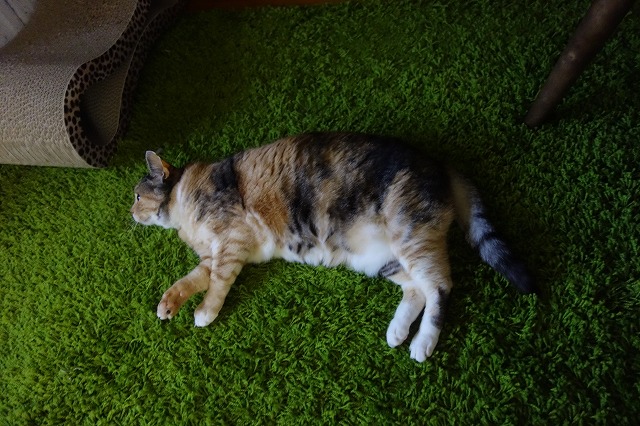 f:id:hiraryo0201:20190506092655j:plain f:id:hiraryo0201:20190506092655j:plain