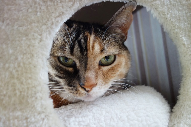 f:id:hiraryo0201:20190506093000j:plain f:id:hiraryo0201:20190506093000j:plain