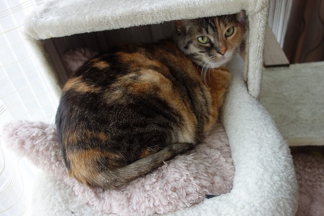 f:id:hiraryo0201:20190506093006j:plain f:id:hiraryo0201:20190506093006j:plain