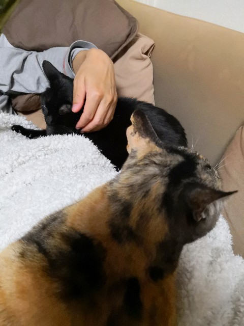 f:id:hiraryo0201:20190512074943j:image