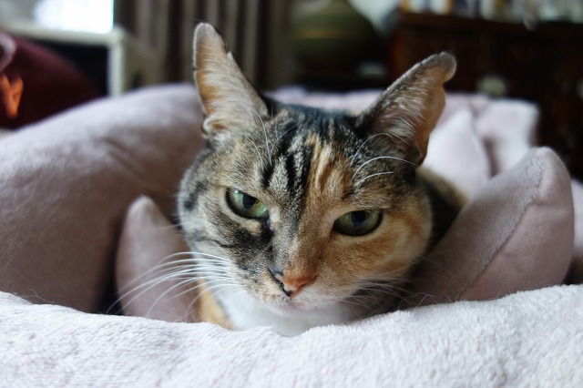 f:id:hiraryo0201:20190512210930j:plain