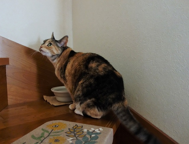 f:id:hiraryo0201:20190512211005j:plain f:id:hiraryo0201:20190512211005j:plain