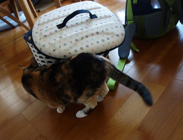 f:id:hiraryo0201:20190512211029j:plain f:id:hiraryo0201:20190512211029j:plain