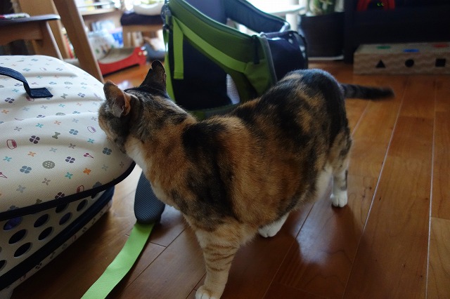 f:id:hiraryo0201:20190512211041j:plain f:id:hiraryo0201:20190512211041j:plain