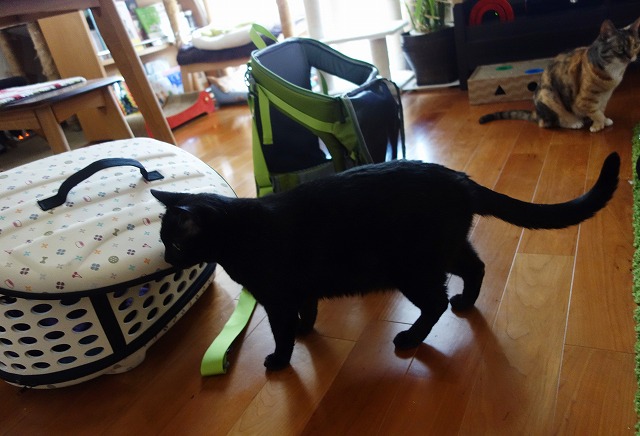 f:id:hiraryo0201:20190512211059j:plain f:id:hiraryo0201:20190512211059j:plain