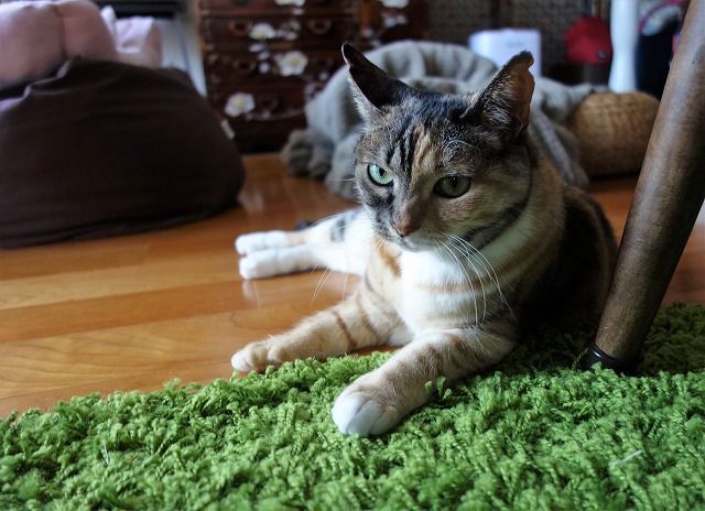 f:id:hiraryo0201:20190512211120j:plain f:id:hiraryo0201:20190512211120j:plain