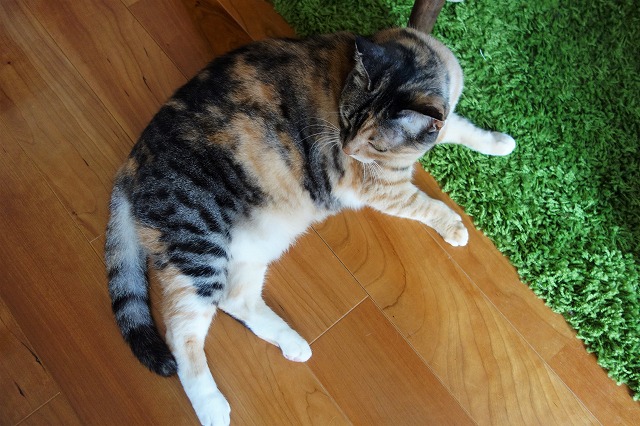 f:id:hiraryo0201:20190512211125j:plain f:id:hiraryo0201:20190512211125j:plain