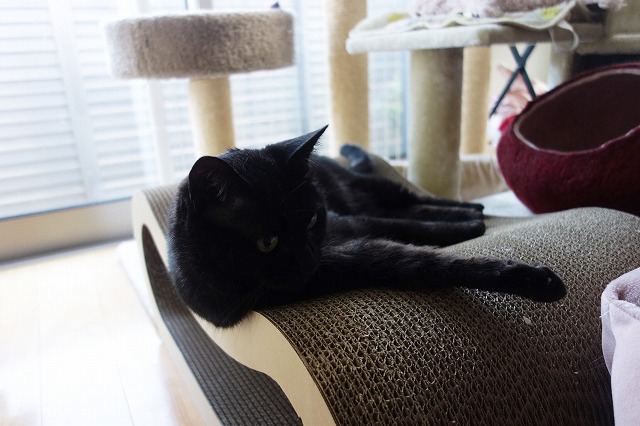 f:id:hiraryo0201:20190512211136j:plain f:id:hiraryo0201:20190512211136j:plain