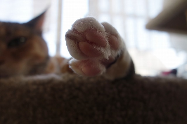 f:id:hiraryo0201:20190512211207j:plain