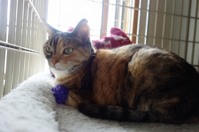 f:id:hiraryo0201:20190512211436j:plain f:id:hiraryo0201:20190512211436j:plain