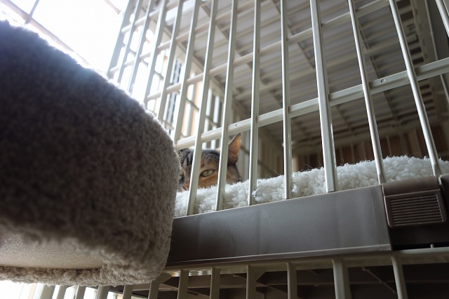 f:id:hiraryo0201:20190512211441j:plain f:id:hiraryo0201:20190512211441j:plain