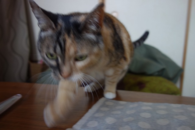 f:id:hiraryo0201:20190512211454j:plain