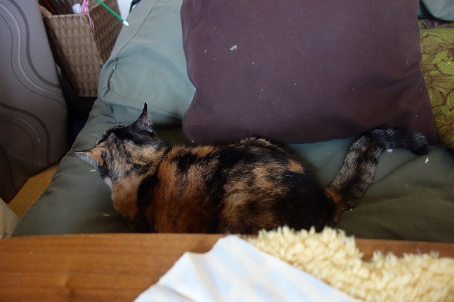 f:id:hiraryo0201:20190512211513j:plain f:id:hiraryo0201:20190512211513j:plain