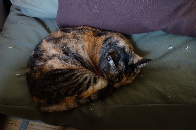 f:id:hiraryo0201:20190512211519j:plain f:id:hiraryo0201:20190512211519j:plain