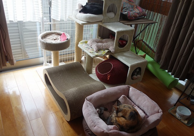 f:id:hiraryo0201:20190512211613j:plain