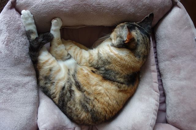 f:id:hiraryo0201:20190512211621j:plain