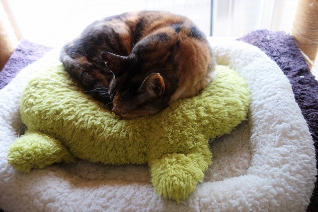 f:id:hiraryo0201:20190512211729j:plain f:id:hiraryo0201:20190512211729j:plain