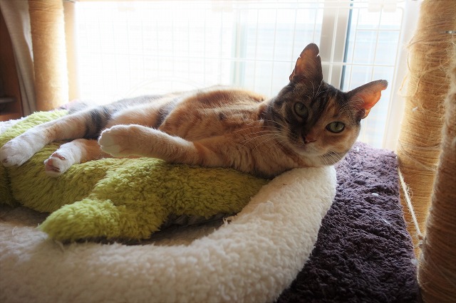 f:id:hiraryo0201:20190512211732j:plain f:id:hiraryo0201:20190512211732j:plain