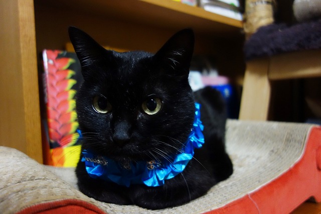 f:id:hiraryo0201:20190512211736j:plain