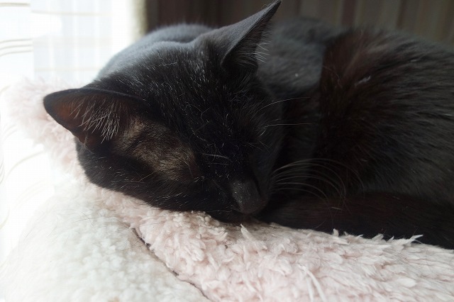 f:id:hiraryo0201:20190512211749j:plain f:id:hiraryo0201:20190512211749j:plain