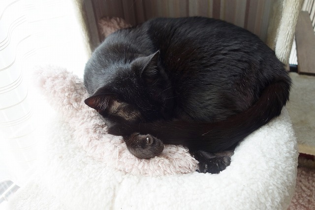 f:id:hiraryo0201:20190512211753j:plain f:id:hiraryo0201:20190512211753j:plain