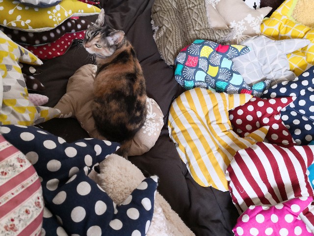 f:id:hiraryo0201:20190512220902j:image f:id:hiraryo0201:20190512220902j:image