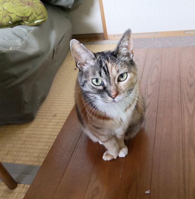 f:id:hiraryo0201:20190512221313j:plain f:id:hiraryo0201:20190512221313j:plain