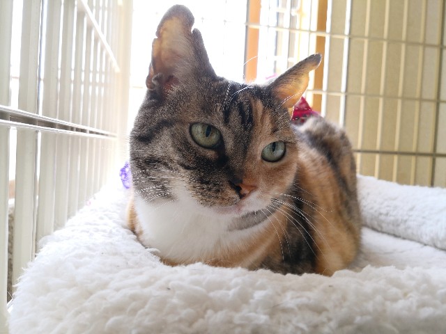 f:id:hiraryo0201:20190520074235j:image f:id:hiraryo0201:20190520074235j:image