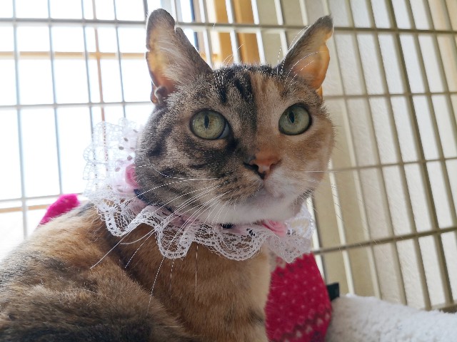 f:id:hiraryo0201:20190520074313j:image f:id:hiraryo0201:20190520074313j:image