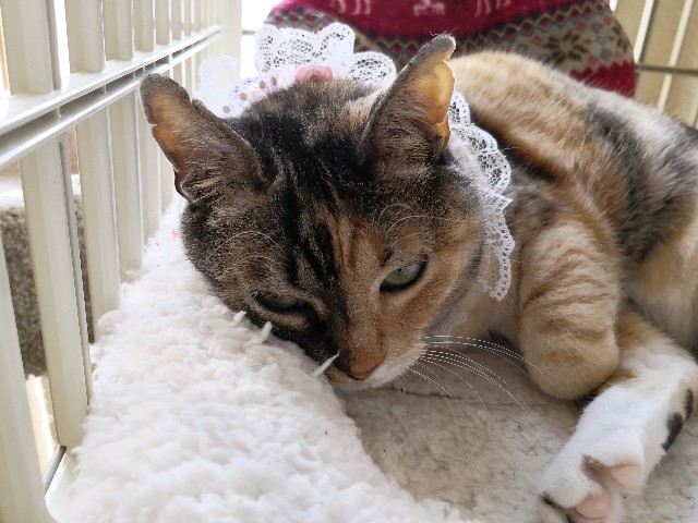 f:id:hiraryo0201:20190520074328j:image f:id:hiraryo0201:20190520074328j:image